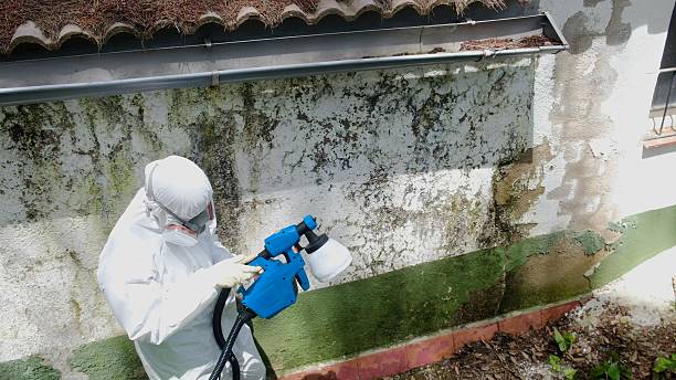 Top rated local Mold Remediation specialists in Winter Haven, FL